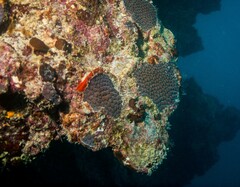 Montastraea cavernosa