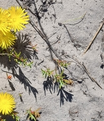 Lampranthus explanatus