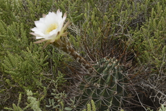 Trichocereeae