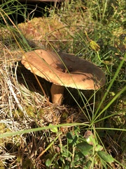 Lactarius torminosus