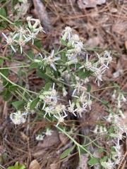 Sericocarpus tortifolius