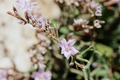Limonium cancellatum