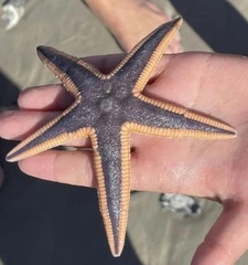 Astropecten articulatus
