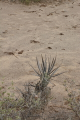 Tephrocactus articulatus