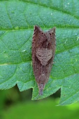 Dichrorampha simpliciana