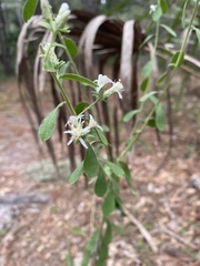Sericocarpus tortifolius