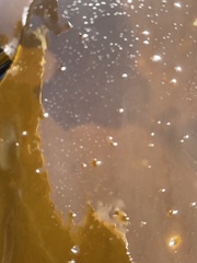 Membranipora membranacea