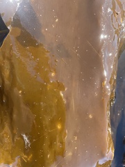 Membranipora membranacea