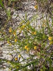 Hermannia linifolia