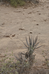 Tephrocactus articulatus