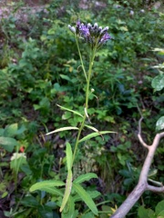 Saussurea parviflora