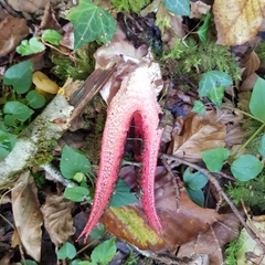 Clathrus archeri