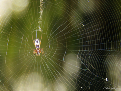 Micrathena fissispina