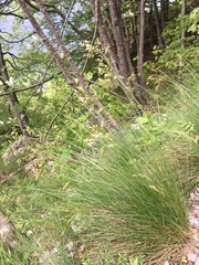 Festuca bosniaca