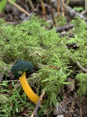 Leotia viscosa