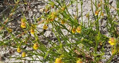 Hermannia linifolia