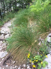 Festuca bosniaca