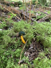 Leotia viscosa