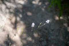 Boerhavia xantii