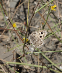 Pseudochazara daghestana