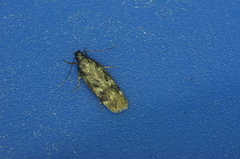 Chionodes thoraceochrella