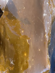 Membranipora membranacea