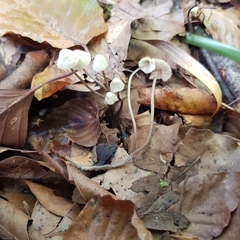 Mycena flavescens