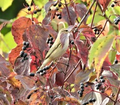 Phylloscopus trochilus