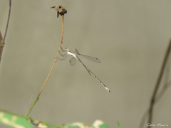 Lestes forficula