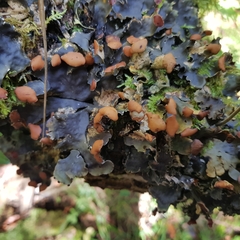 Peltigera horizontalis