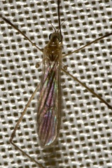 Erioptera