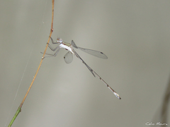 Lestes forficula