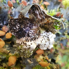 Peltigera horizontalis