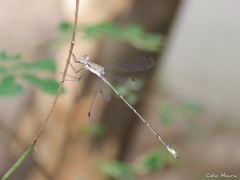 Lestes forficula