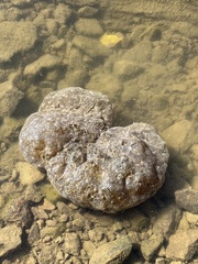 Pectinatella magnifica