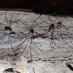 Leiobunum limbatum