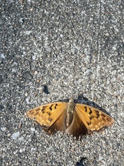 Nymphalidae