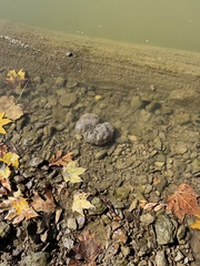 Pectinatella magnifica