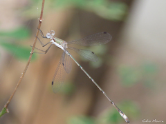 Lestes forficula
