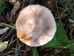 Lepista personata