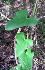 Dioscorea sylvatica sylvatica