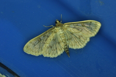 Herpetogramma aquilonalis