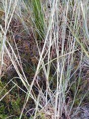 Andropogon virginicus