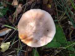Lepista personata