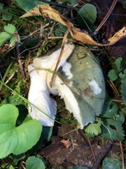 Russula virescens