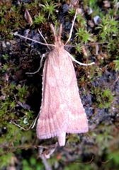 Synaphe punctalis