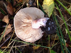 Lepista personata
