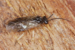 Cladius compressicornis