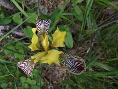 Iris variegata