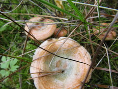Lactarius deterrimus